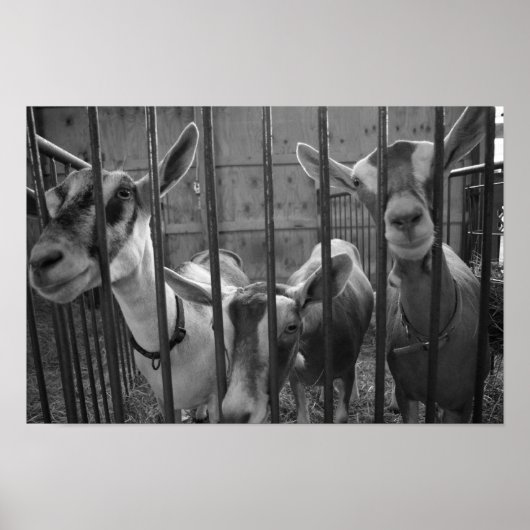 ThreeAmigos Poster (Voorkant)