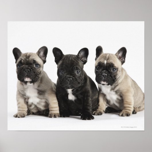Threee Pedigree Puppies Poster (Voorkant)