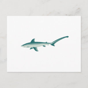 Thresher Shark Briefkaart