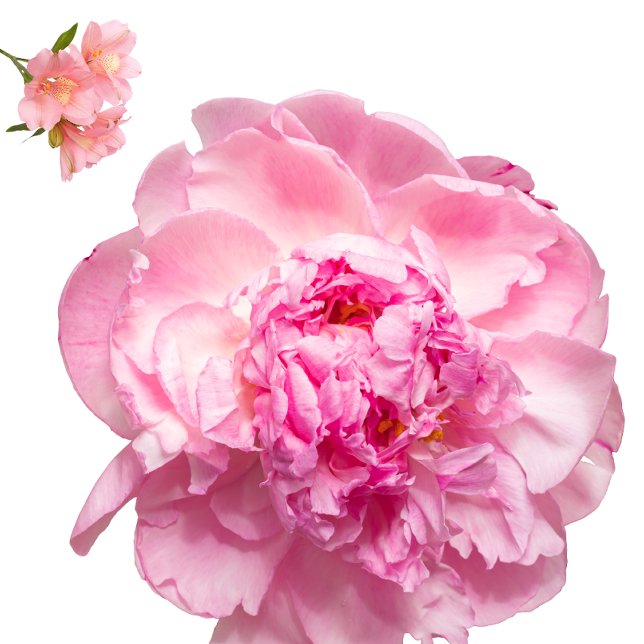 Throw Pillow Kussen (Nice pillow
https://www.zazzle.com/throw_pillow-256753760146163943)