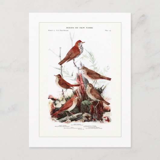 Thrushes Briefkaart (Voorkant)