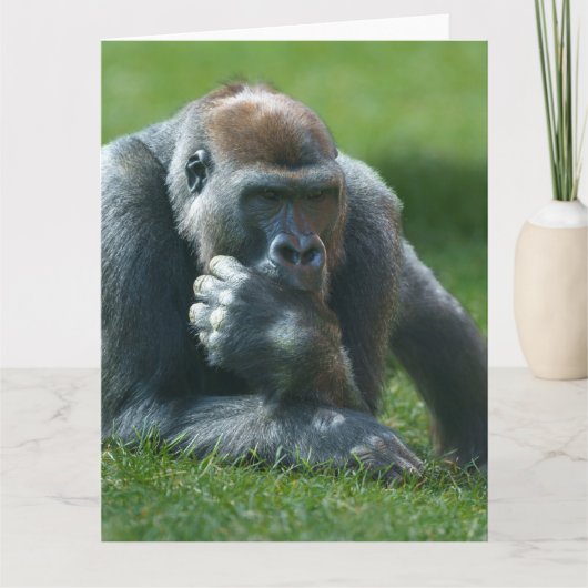 Thumb Sucking Gorilla Bedankkaart (Voorkant)