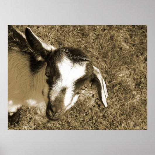 Thumbalina de Goat-Kind Poster (Voorkant)