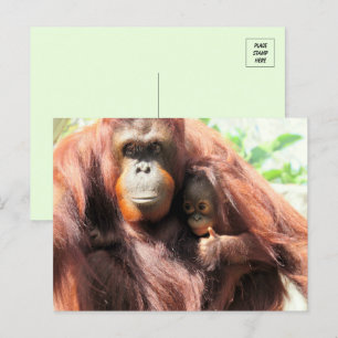Thumbs Up Orangutan Mama en Baby Briefkaart