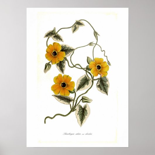Thunbergia alata poster (Voorkant)