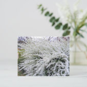 Thunberg's meadowsweet : Carte postale (Debout devant)