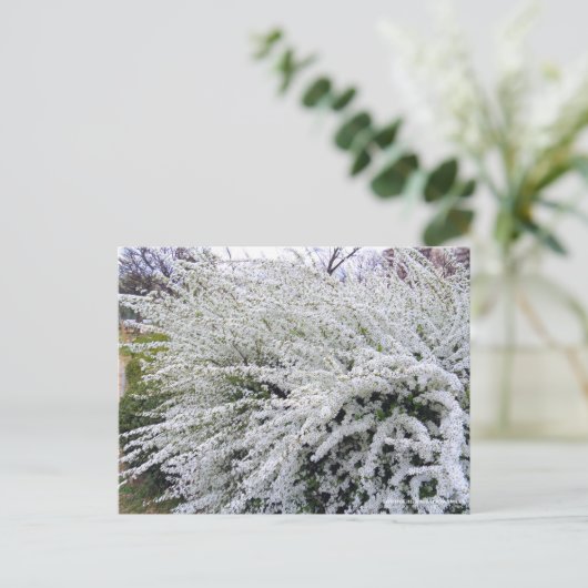 Thunberg's meadowsweet : Carte postale (Debout devant)