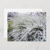 Thunberg's meadowsweet : Carte postale (Devant / Derrière)