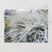 Thunberg's meadowsweet : Carte postale (Devant)