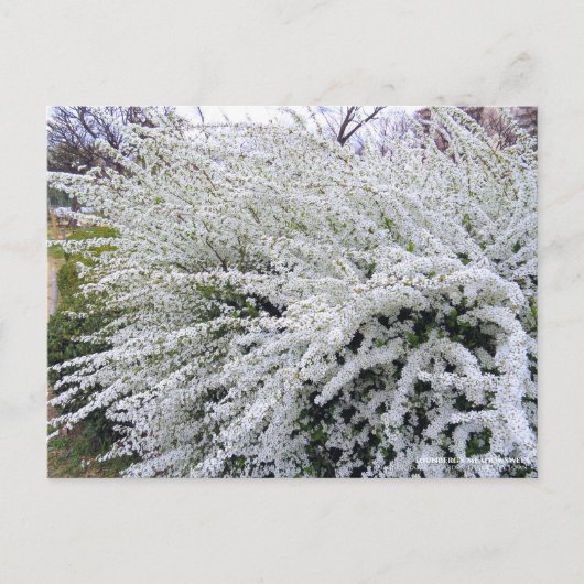 Thunberg's meadowsweet : Carte postale (Devant)