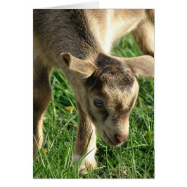 Thunder the geat kind Pasen