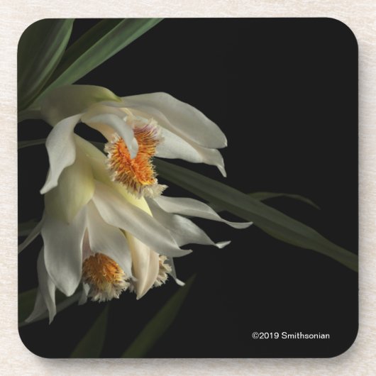 Thunia Marshalliana Bier Onderzetter (Voorkant)