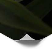 Thunia Marshalliana Poster (Hoek)