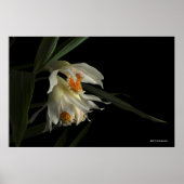 Thunia Marshalliana Poster (Voorkant)