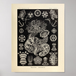  Thuroidea Color Ernst Haeckel Art Print