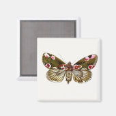 Thyatira batis - de peach Blossom Moth Magneet (Voorkant / Achterkant)