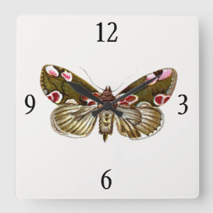 Thyatira batis - de peach Blossom Moth Vierkante Klok
