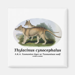 Thylacinus cynocephalus (Tasmaanse tijger of wolf) Magneet