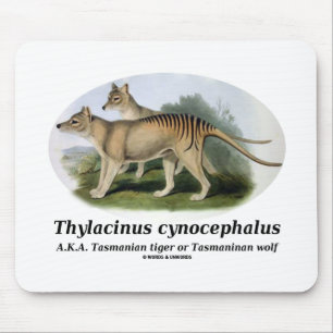 Thylacinus cynocephalus (Tasmaanse tijger of wolf) Muismat