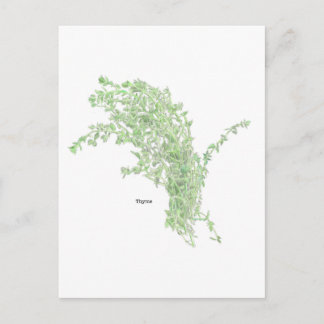 Thyme Drawing Briefkaart