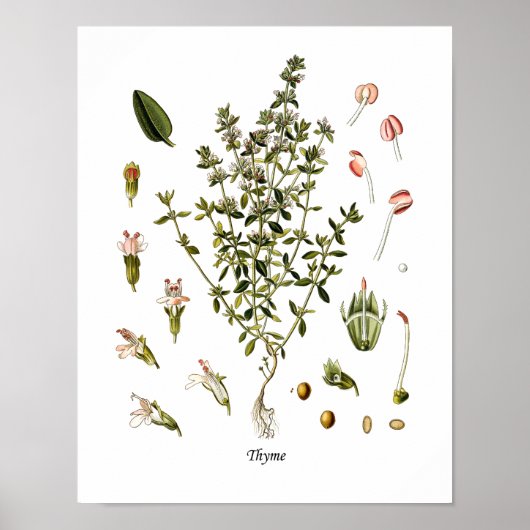 Thyme Herb Botanische illustratie Keukendecor Poster (Voorkant)