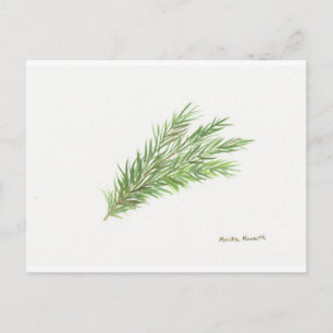 Thyme herb botanische plant waterverf Kitchen Briefkaart