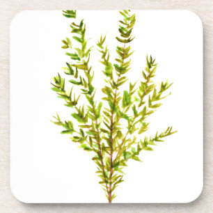 Thyme kruiden Botanische kruidachtige waterverf gr Bier Onderzetter
