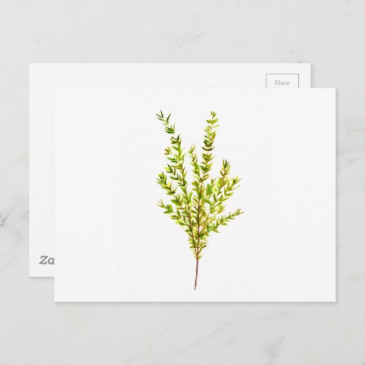 Thyme kruiden Botanische kruiden Briefkaart (Voorkant / Achterkant)