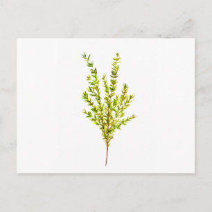 Thyme kruiden Botanische kruiden Briefkaart