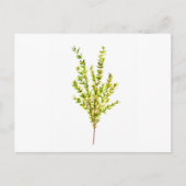 Thyme kruiden Botanische kruiden Briefkaart (Voorkant)