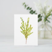 Thyme kruiden Botanische kruiden Briefkaart (Staand voorkant)
