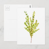 Thyme kruiden Botanische kruiden Briefkaart (Voorkant / Achterkant)