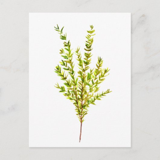 Thyme kruiden Botanische kruiden Briefkaart (Voorkant)