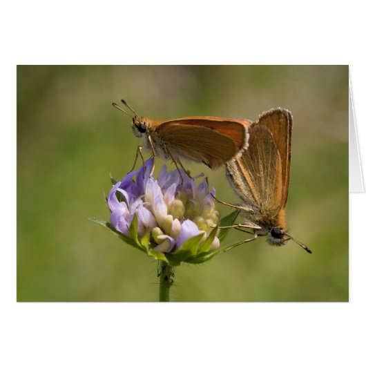 Thymelicus lineola (Devant horizontal)