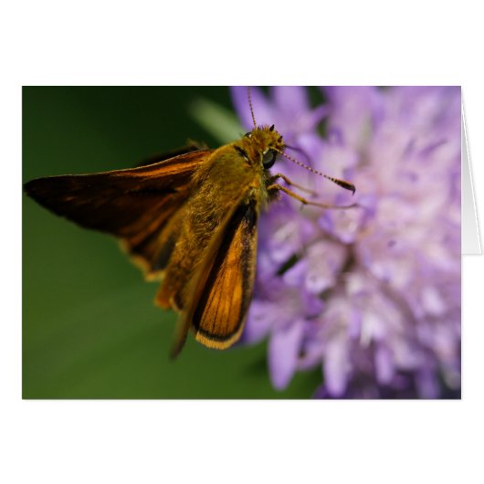 Thymelicus lineola (Devant horizontal)