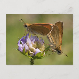 Thymelicus lineola briefkaart