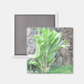 Ti leaf plant magnet magneet (Voorkant / Achterkant)