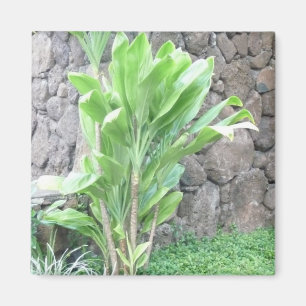 Ti leaf plant magnet magneet