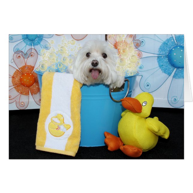 Tia - maltais (Devant horizontal)