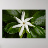 Tiare Blossom Poster (Voorkant)