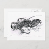 Tiaris tuberculatus briefkaart (Voorkant / Achterkant)