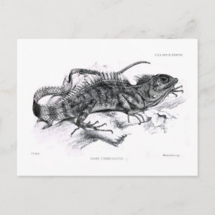 Tiaris tuberculatus briefkaart