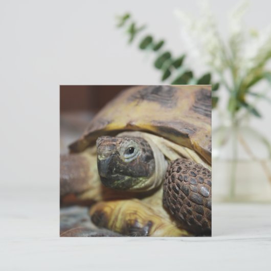 Tibbs (Staand voorkant)