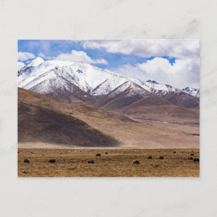 Tibet - Berglandschap met yaks Briefkaart