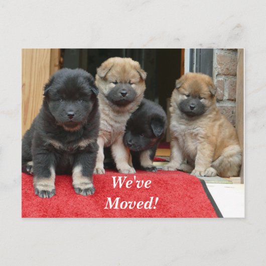 Tibetaans Spaniel We hebben het Briefkaart van het (Voorkant)