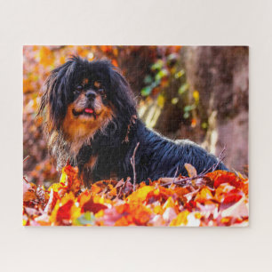 Tibetaanse Spaniel Honden Legpuzzels. Legpuzzel