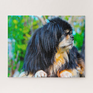 Tibetaanse Spaniel Honden Legpuzzels. Legpuzzel