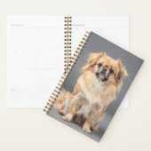 Tibetaanse Spaniel Planner (Display)