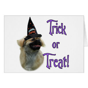 Tibetaanse spaniël truc