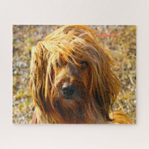 Tibetaanse Terrier Hond Legpuzzels. Legpuzzel